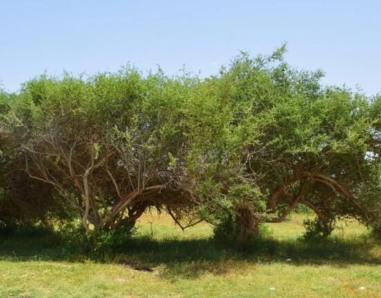 ancient tree saudi Imam Turki Bin Abdullah Royal Nature Reserve