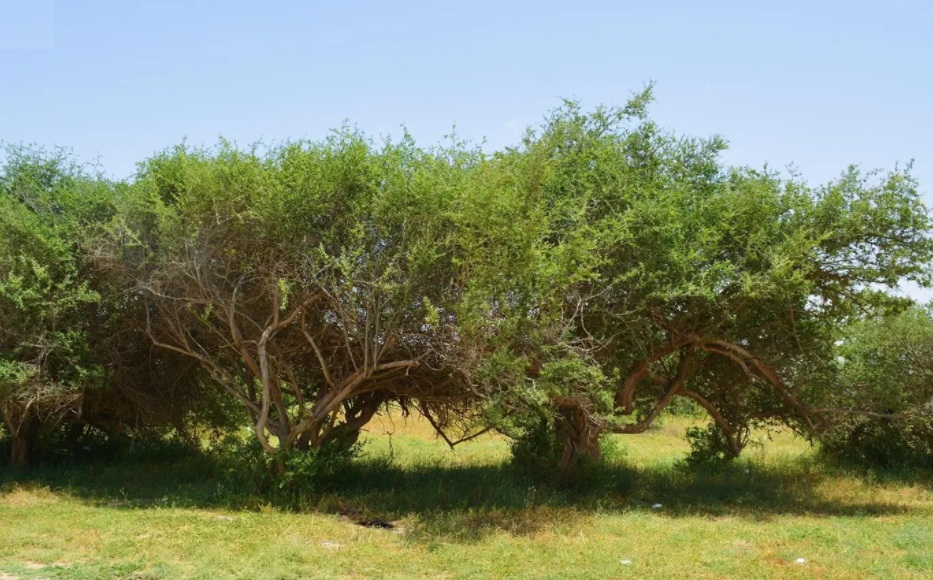 ancient tree saudi Imam Turki Bin Abdullah Royal Nature Reserve