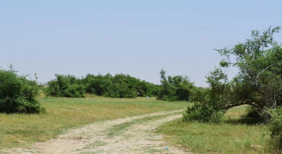 saudi desert nature reserve