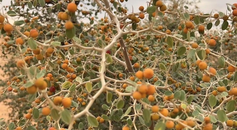 saudi nature reserve