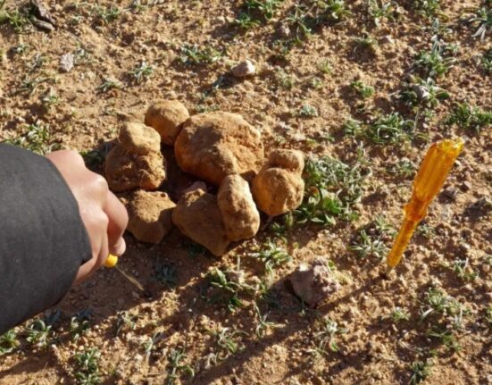 truffle hunting in saudi arabia