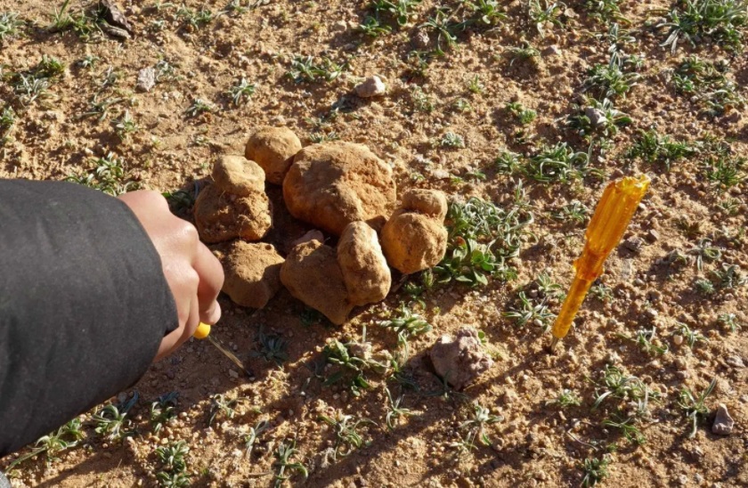 truffle hunting in saudi arabia