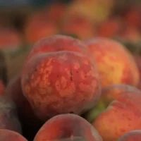 SAUDI PEACH HARVEST