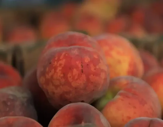 SAUDI PEACH HARVEST