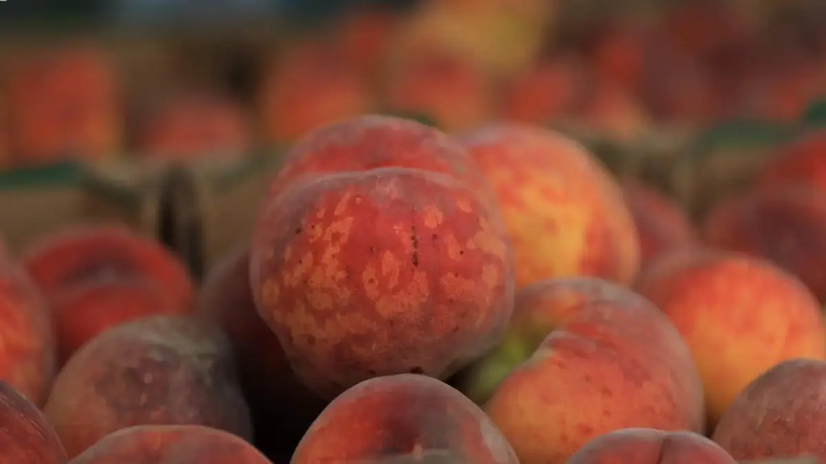 SAUDI PEACH HARVEST